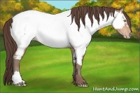 Horse Color:Amber Champagne Appaloosa 