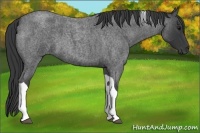 Horse Color:Blue Roan Tobiano
