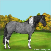 Horse Color:Blue Roan Tobiano 