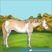 Horse Color:Red Dun Onyx Tobiano 