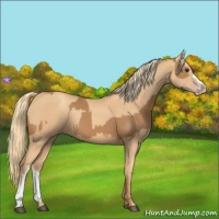 Horse Color:Chestnut and Gold Champagne