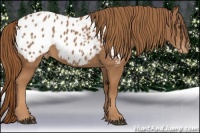Horse Color:Chestnut Appaloosa