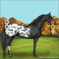Horse Color:Black Appaloosa 