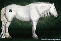 Horse Color:Palomino Dun Appaloosa  and Red Dun Appaloosa 