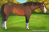 Horse Color:Bay Splash 