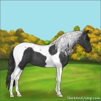 Horse Color:Blue Roan Tobiano