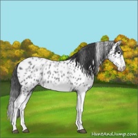 Horse Color:White Spotted Blue Roan Splash Frame Appaloosa