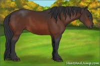 Horse Color:Brown 