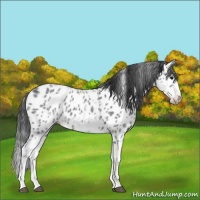 Horse Color:White Spotted Blue Roan Splash Frame Appaloosa 
