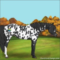 Horse Color:Black Appaloosa 