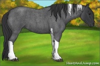 Horse Color:Blue Roan Tobiano