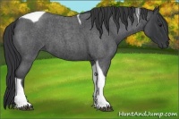 Horse Color:Blue Roan Tobiano 