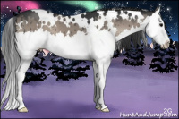 Horse Color:White Spotted Grullo Onyx Splash Brindle 
