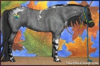 Horse Color:Blue Roan Tobiano