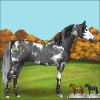 Horse Color:Blue Roan Splash Tobiano 