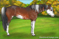 Horse Color:Bay Sabino 