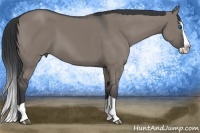 Horse Color:Grullo Splash 