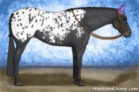 Horse Color:Blue Roan Appaloosa 