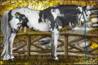 Horse Color:White Spotted Black Splash  and Black Sabino Splash 