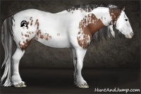 Horse Color:Bay Splash Tobiano Appaloosa and Bay Splash Tobiano Appaloosa