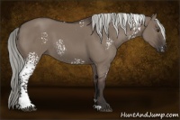 Horse Color:White Spotted Liver Red Dun