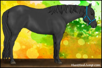 Horse Color:Black Rabicano 