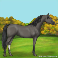 Horse Color:Grullo
