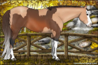 Horse Color:Bay Tobiano and Amber Champagne Splash