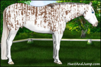 Horse Color:Chestnut Sabino Splash  and Silver Bay Splash Near Leopard 