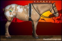 Horse Color:Sable Cream Champagne Appaloosa 