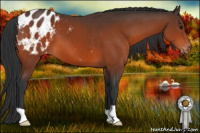 Horse Color:Bay Appaloosa