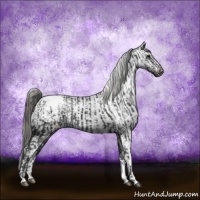 Horse Color:Black Appaloosa Rabicano and Black Appaloosa