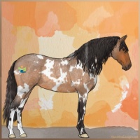 Horse Color:White Spotted Buckskin Roan Rabicano 