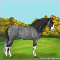 Horse Color:Blue Roan Splash 