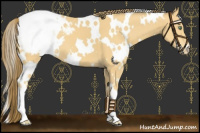 Horse Color:White Spotted Amber Cream Champagne Appaloosa 