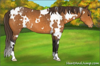 Horse Color:White Spotted Buckskin Appaloosa 