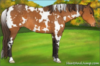 Horse Color:White Spotted Buckskin Varnish 