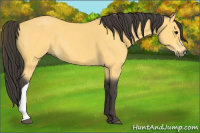 Horse Color:Buckskin 