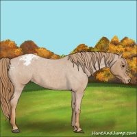 Horse Color:Red Roan Appaloosa 