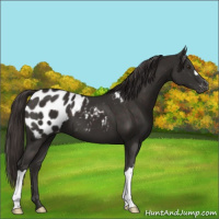 Horse Color:Liver Chestnut Appaloosa 