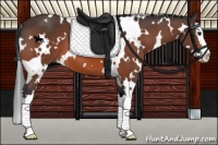 Horse Color:White Spotted Brown Sabino Splash 