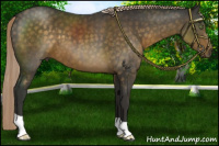 Horse Color:Chocolate Palomino 