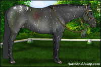 Horse Color:Black Appaloosa