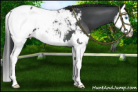 Horse Color:Black Splash Appaloosa 