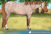 Horse Color:Red Roan Tobiano 