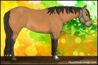 Horse Color:Buckskin 