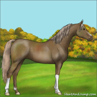 Horse Color:Chocolate Palomino 