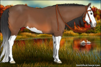 Horse Color:Bay Splash 