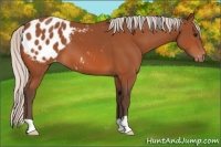 Horse Color:Silver Bay Appaloosa
