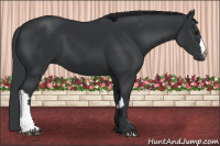 Horse Color:Black  and Black 
